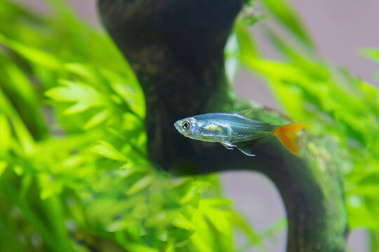 Prionobrama filigera, glass Tetra in an aquarium on a background of green leaves close-up.