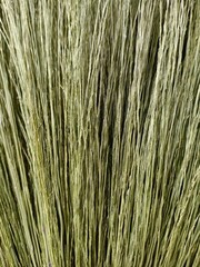 Close up of Bamboo grass making broom as background textured.