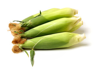 Corn on a white background 