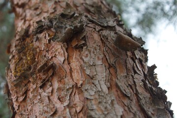 bark of a tree