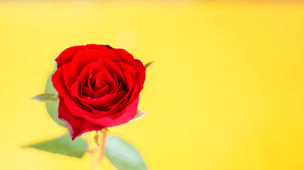A red rose on a yellow background