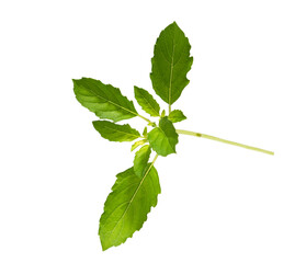 Green Basil leaf on isolated white background, Thai herb, Lamiaceae, Popular cooking in Thailand.