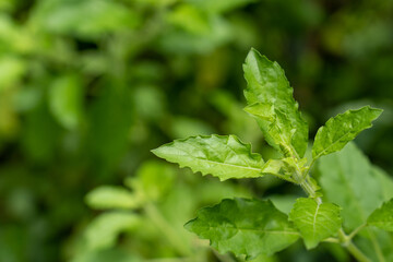 Fototapeta na wymiar Green Basil leaf in garden, Thai herb, Lamiaceae, Popular cooking in Thailand.