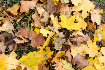 autumn leaves background