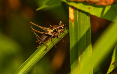 konik polny © Robert Borek