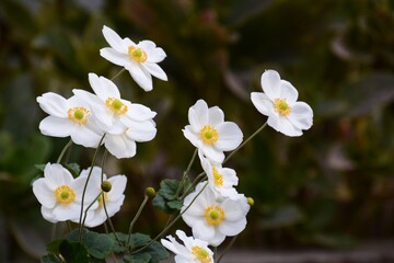 Japanese anemone flowers / Ranunculaceae perennial
 grass