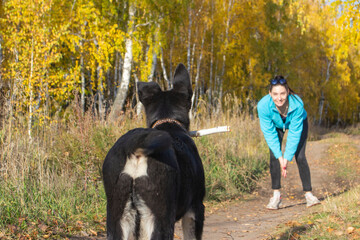 a girl walking with a dog in training outdoors in the autumn forest, the front and background are blurred with bokeh effect