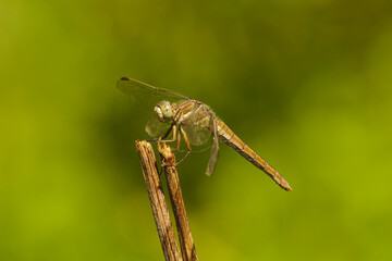 ważka ogrzewająca się w słońcu © Robert Borek