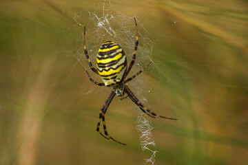  pająki, tygrzyk paskowany