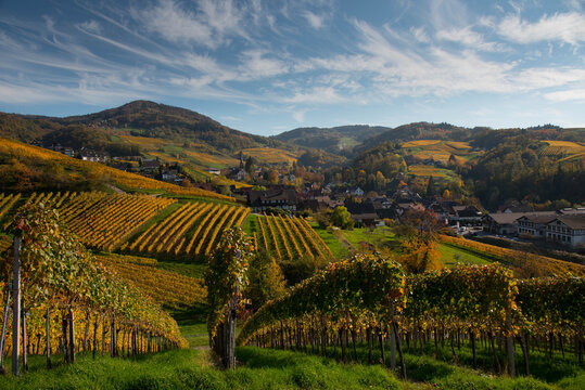 Weinberge oberhalb von Kappelrodeck im Schwarzwald