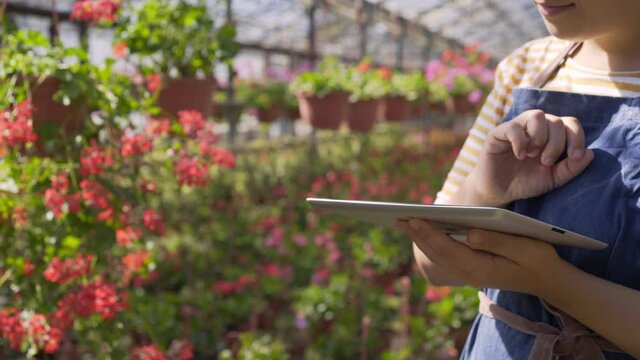 Woman florist in blue apron operates with contemporary tablet computer standing near pink flowers on potted plants in modern sunny greenhouse closeup