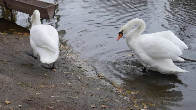 White swans emerge from the water in the park.