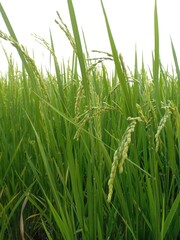 green rice field and paddy with white background