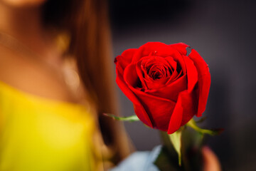 close up of beautiful red rose in the foreground and woman in ye