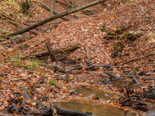 Photo of river in the forest 