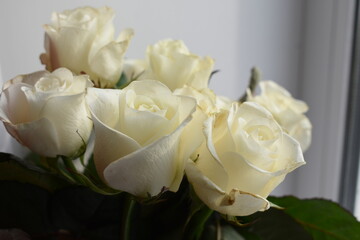 Obraz premium Beautiful rose