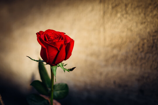 close-up of a beautiful red rose on a wall background.