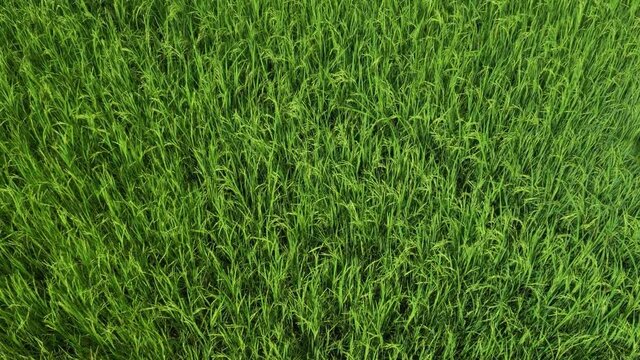 Footage 4k B-roll of rice plants yield in the green paddy field of Thailand