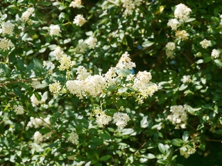 Ligustrum vulgare | Wild privet or common privet with blooming of creamy-white flowers in panicles
