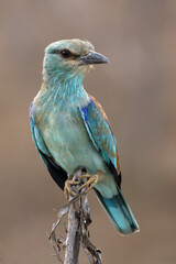 The European roller (Coracias garrulus) sitting on the branch with brown background, in winter time in Africa