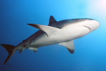 The Caribbean reef shark (Carcharhinus perezii) swims over reef in blue.