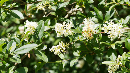 Ligustrum vulgare | Wild privet or common privet with blooming of creamy-white flowers in panicles