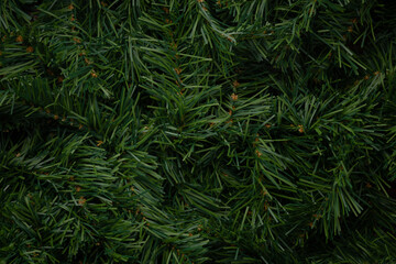 Christmas and new year with green pine background top view with copy space.