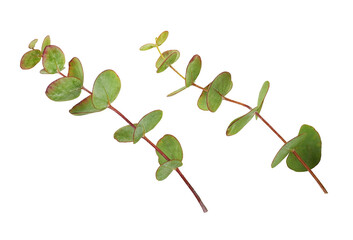 Set of decorative eucalyptus green leaves