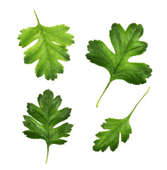 Set of crataegus (hawthorn) green leaves