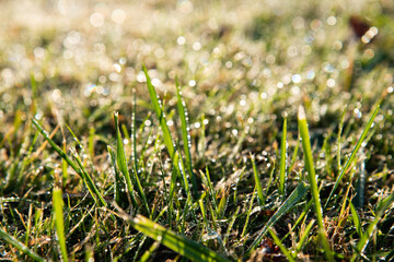 水滴の付いた葉