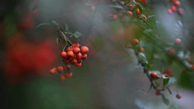 Orange firethorn Pyracantha coccinea berries