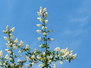 Ligustrum vulgare | Wild privet or common privet with blooming of creamy-white flowers in panicles...