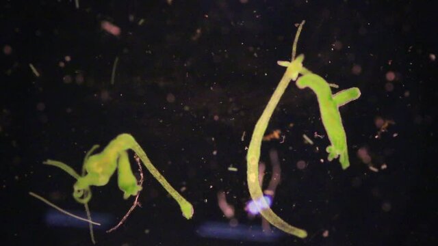 Hydra is a genus of small, fresh-water animals of the phylum Cnidaria and class Hydrozoa under the microscope for education.
