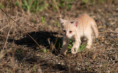 歩き回る子猫　茶トラ猫
