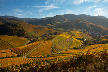 Fototapeta premium Herbstliche WEinberge in Durbach in der Ortenau