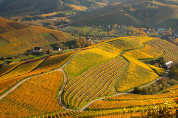 Herbstliche WEinberge in Durbach in der Ortenau
