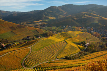 Herbstliche WEinberge in Durbach in der Ortenau