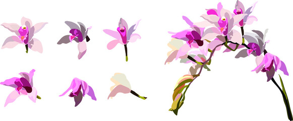 Naklejka na ściany i meble Cymbidium insigne, beautiful pink-white flower native orchid from Thailand