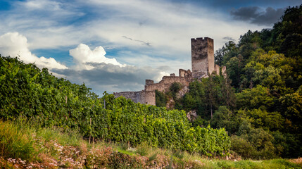 Fototapeta na wymiar Autumn vineyards under old ruin of Hinterhaus castle in Spitz. Wachau valley. Lower Austria.