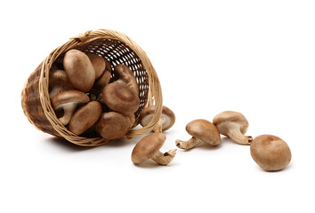 Shiitake mushroom on the White background 