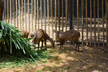 brown deer eating grass in the zoo