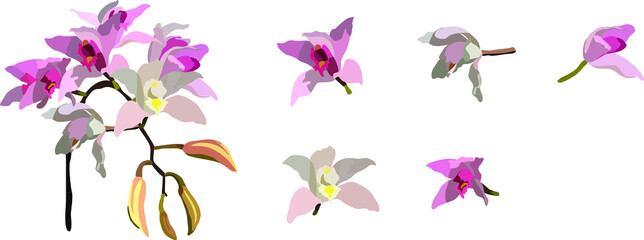 Naklejka na ściany i meble Cymbidium insigne, beautiful pink-white flower native orchid from Thailand version 2