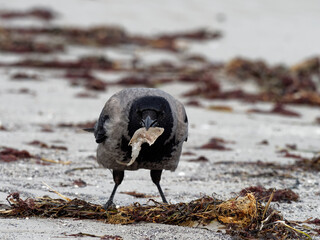 Nebelkrähe, Aaskrähe, Corvus corone