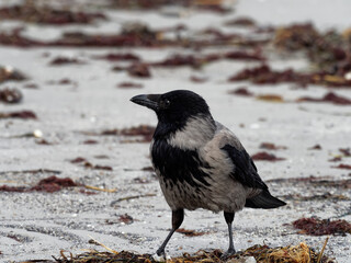 Nebelkrähe, Aaskrähe, Corvus corone