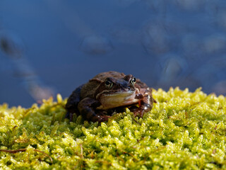 Moorfrosch, Rana arvalis