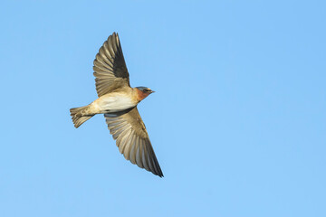 American Cliff Swallow, Petrochelidon pyrrhonota