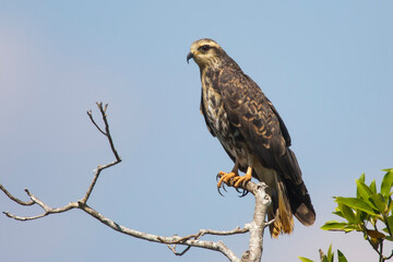 Everglade Snail Kite, Rostrhamus sociabilis plumbeus