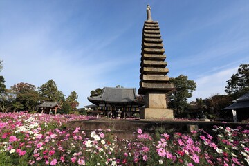 般若寺のコスモス