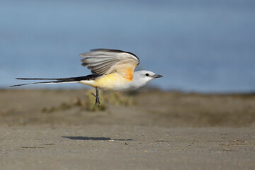 Scissor-tailed Flycatcher, Tyrannus forficatus