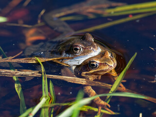 Moorfrosch, Rana arvalis